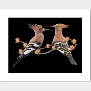 Hoopoe - Bird - Africa - Ornithology Posters and Art